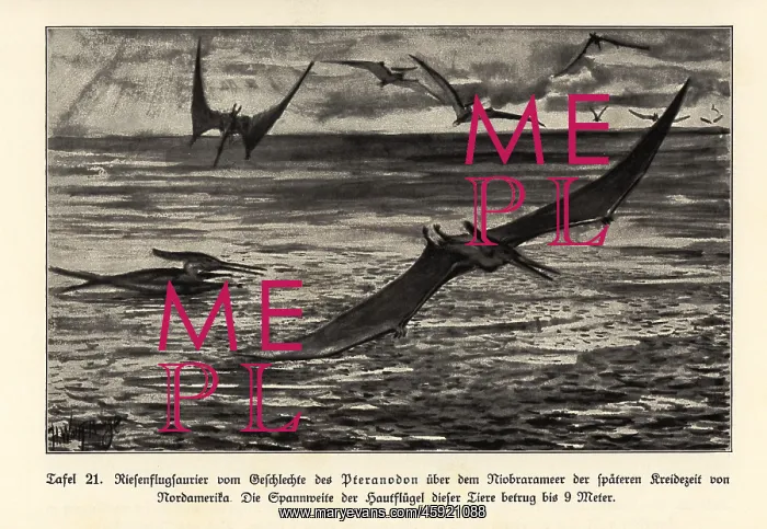 : Extinct giant Pterosaurs, Pterandodon genus, Cretaceous : Extinct giant Pterosaurs, Pterandodon genus, Cretaceous
