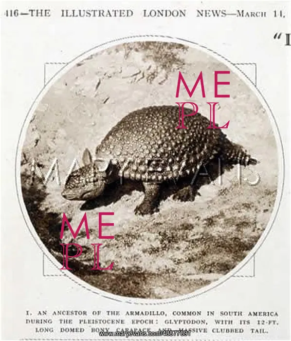: EXTINCT / GLYPTODON 1931 : EXTINCT / GLYPTODON 1931