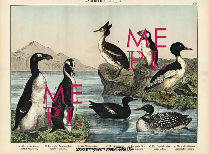 : Extinct greak auk, puffin and emperor penguin : Extinct greak auk, puffin and emperor penguin