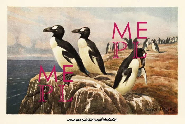  : Extinct great auks standing on the edge of a cliff