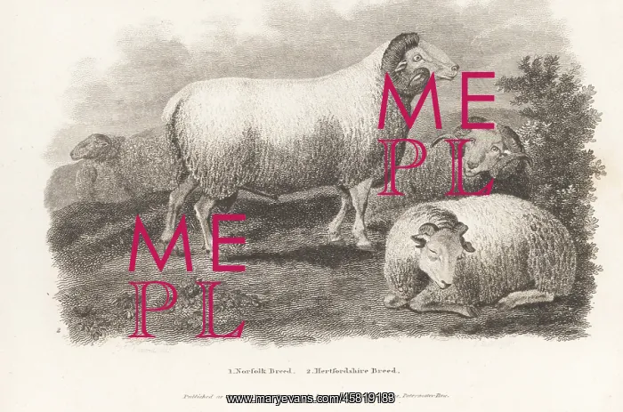 : Extinct Hertfordshire sheep : Extinct Hertfordshire sheep
