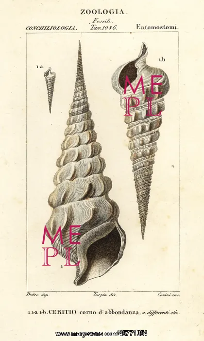 : Extinct horn of plenty cerith shell, Cerithium cornucopia : Extinct horn of plenty cerith shell, Cerithium cornucopia