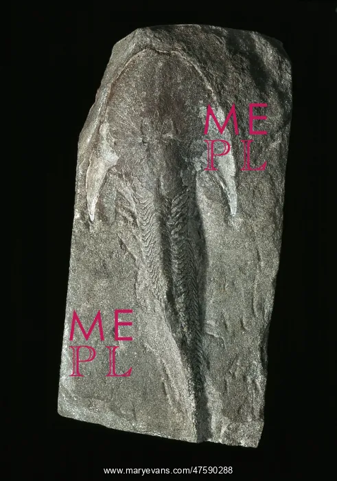 : Extinct jawless fossil fish : Extinct jawless fossil fish