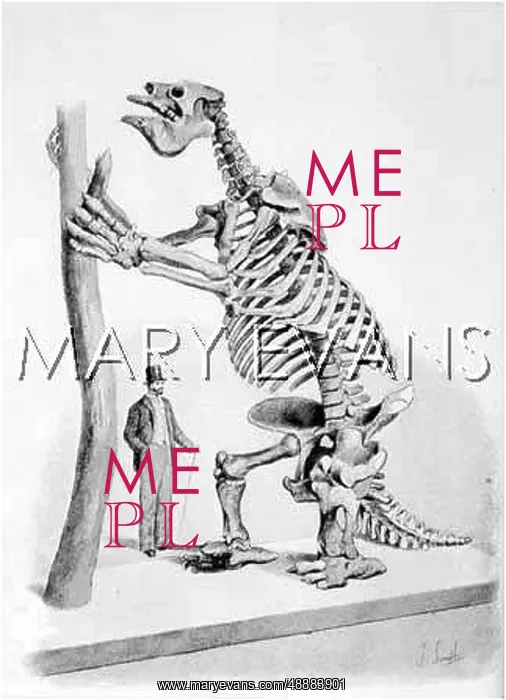 : EXTINCT / MEGATHERIUM : EXTINCT / MEGATHERIUM