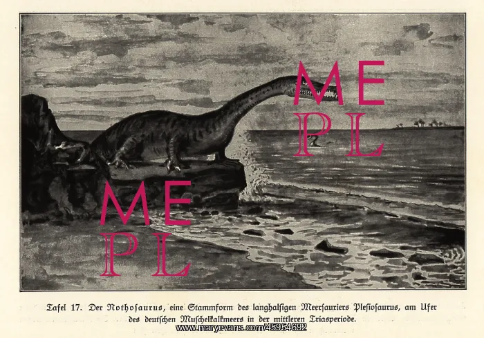 : Extinct Nothosaurus, mid-Triassic period : Extinct Nothosaurus, mid-Triassic period