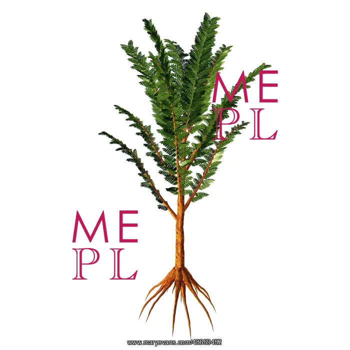 : Extinct Pachypteris plant from the Mesozoic Era : Extinct Pachypteris plant from the Mesozoic Era