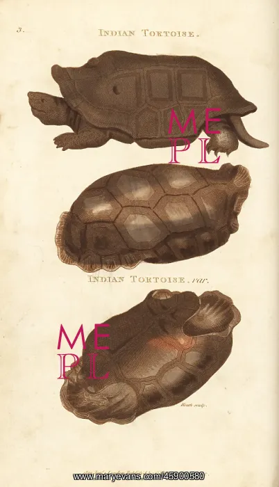 : Extinct Reunion giant tortoise and saddle-backed : Extinct Reunion giant tortoise and saddle-backed
