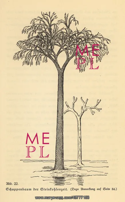 : Extinct scale tree, Lepidodendron of the Carboniferous era : Extinct scale tree, Lepidodendron of the Carboniferous era