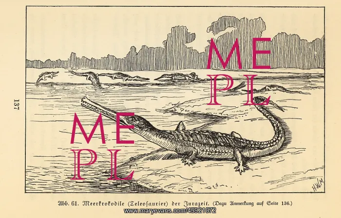 : Extinct sea crocodile, Teleosaurus genus, Jurassic period : Extinct sea crocodile, Teleosaurus genus, Jurassic period
