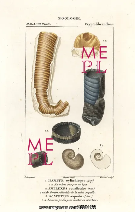 : Extinct shells : Extinct shells