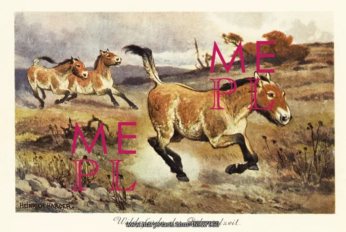 : Extinct wild horses of the Diluvial : Extinct wild horses of the Diluvial