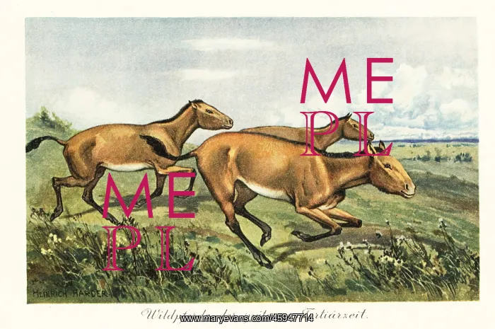 : Extinct wild horses of the late Tertiary : Extinct wild horses of the late Tertiary