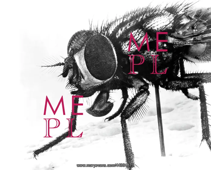: Extreme Close-Up Of House Fly : Extreme Close-Up Of House Fly