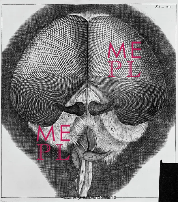 : Eye of a fly : Eye of a fly