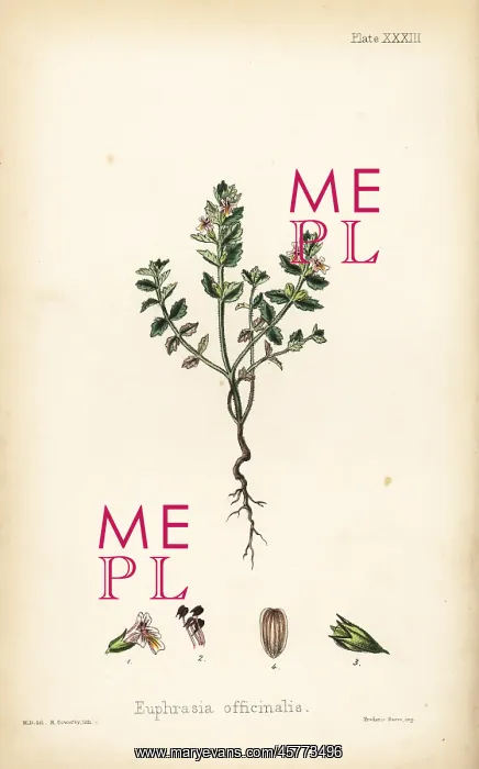  : Eyebright, Euphrasia officinalis