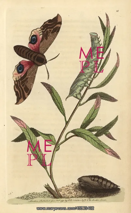 : Eyed hawk-moth or ocellated sphinx: pupa, caterpillar : Eyed hawk-moth or ocellated sphinx: pupa, caterpillar