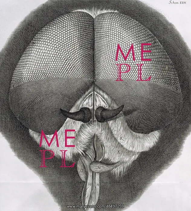 : Of the Eyes and Head of a Grey drone-Fly'. Engraving : Of the Eyes and Head of a Grey drone-Fly'. Engraving