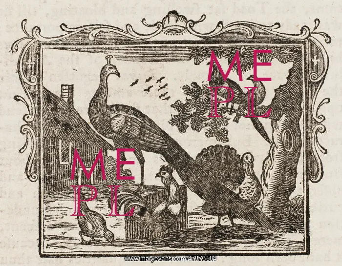 : Fable - the Peacock : Fable - the Peacock