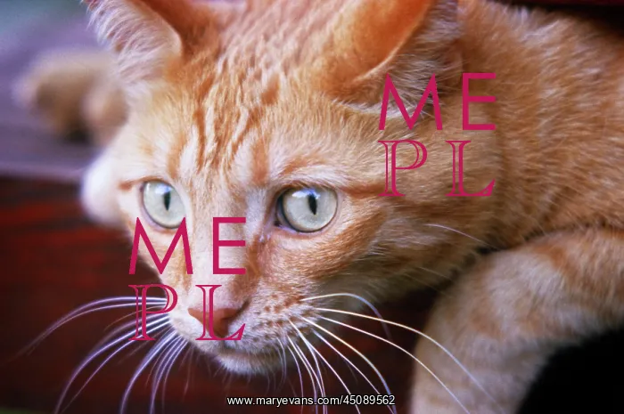 : Face of Domestic Orange Tabby Cat with Distinctive : Face of Domestic Orange Tabby Cat with Distinctive