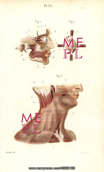 : Face, eye and neck muscles : Face, eye and neck muscles