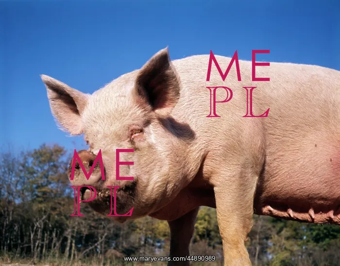  : FACE OF FEMALE PIG WITH DIRTY SNOUT