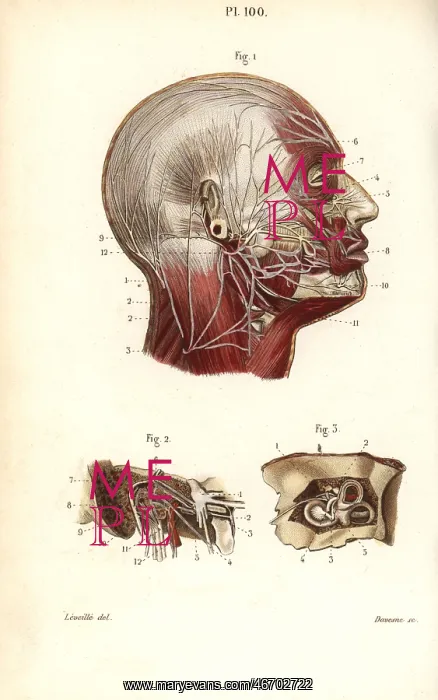 : Facial and auditory nerves : Facial and auditory nerves