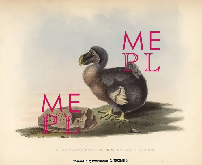 : Facsimile of a picture of a dodo by Roelandt : Facsimile of a picture of a dodo by Roelandt