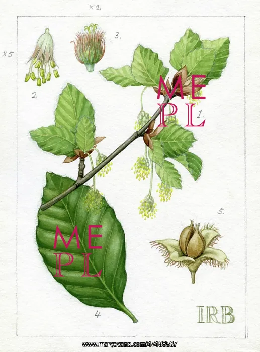 : Fagus sylvatica - common beech : Fagus sylvatica - common beech