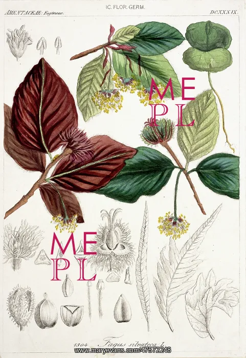 : Fagus sylvatica, European beech : Fagus sylvatica, European beech