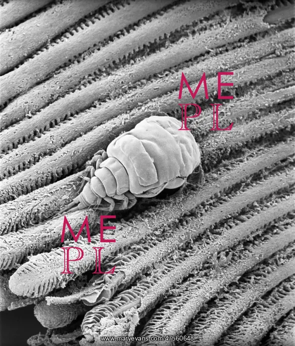 : Fagus sylvatica, European beech pollen : Fagus sylvatica, European beech pollen