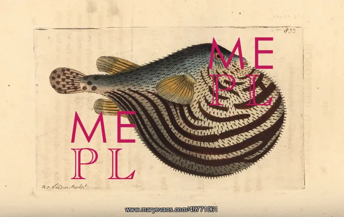 : Fahaka pufferfish, Tetraodon lineatus : Fahaka pufferfish, Tetraodon lineatus