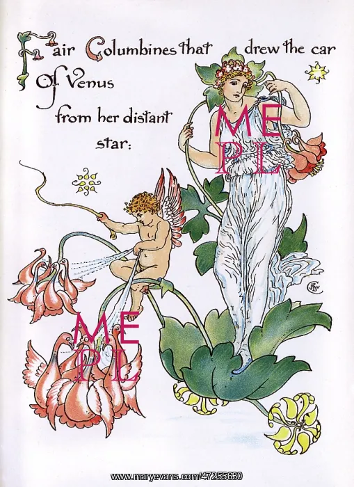 : Fair Columbines : Fair Columbines