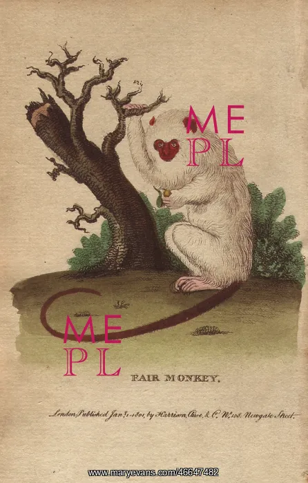 : Fair monkey or silvery marmoset with bright : Fair monkey or silvery marmoset with bright