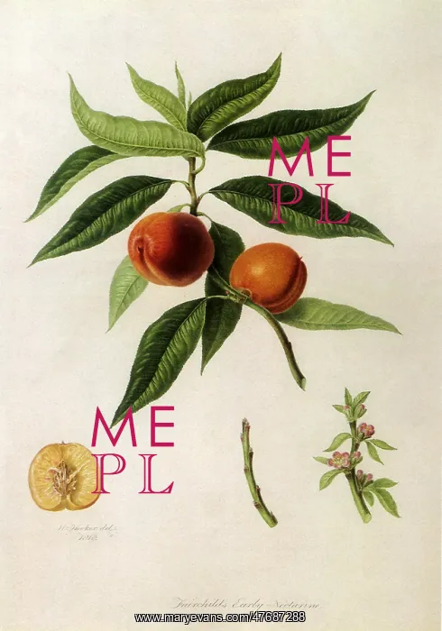 : Fairchild's Early Nectarines : Fairchild's Early Nectarines