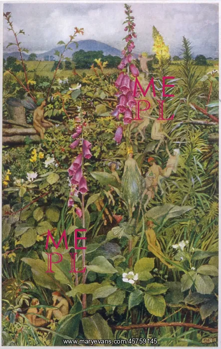  : FAIRIES & FOXGLOVES