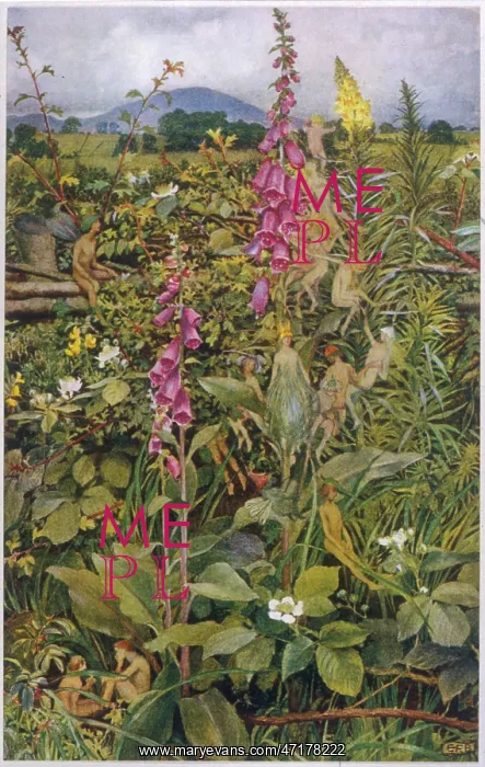 : FAIRIES & FOXGLOVES : FAIRIES & FOXGLOVES