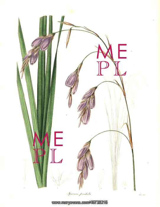 : Fairy bell, Dierama pendulum : Fairy bell, Dierama pendulum