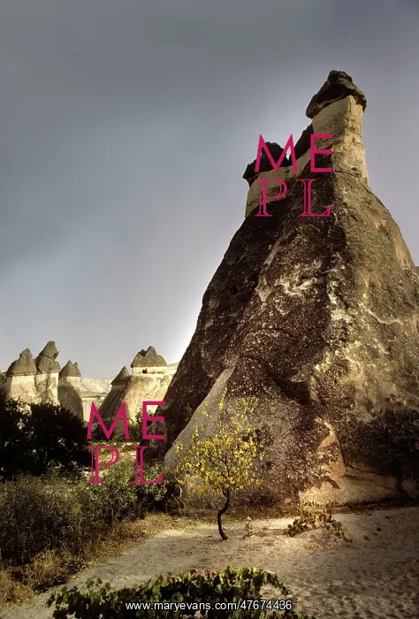 : Fairy chimneys, and sunlit tree, Goreme, Cappadocia, Turkey : Fairy chimneys, and sunlit tree, Goreme, Cappadocia, Turkey