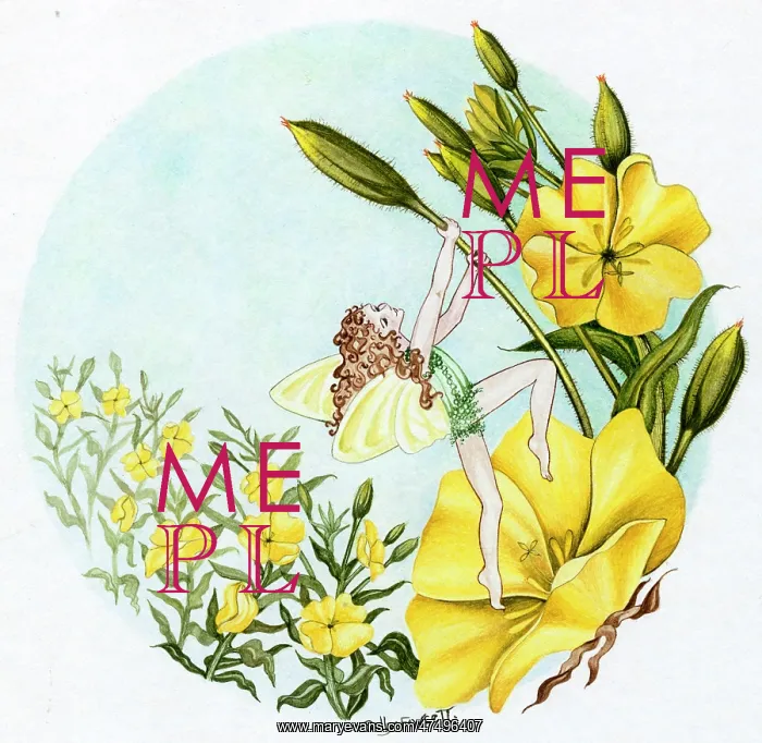  : Fairy on Evening Primrose