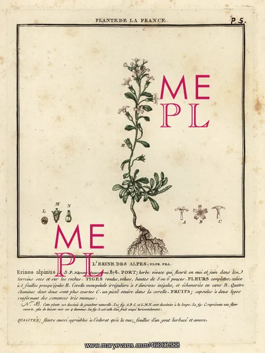 : Fairy foxglove, Erinus alpinus : Fairy foxglove, Erinus alpinus