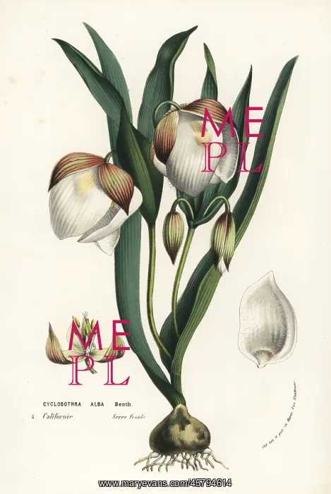 : Fairy lantern, Calochortus albus : Fairy lantern, Calochortus albus