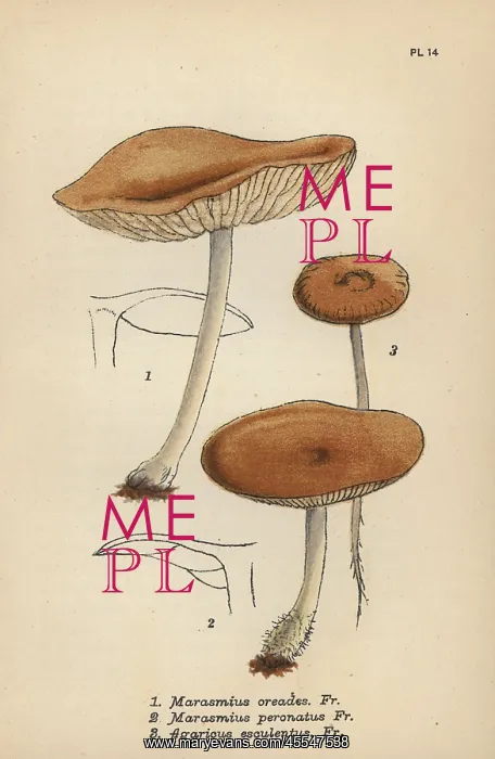 : Fairy ring champignon, Marasmius oreades 1 : Fairy ring champignon, Marasmius oreades 1