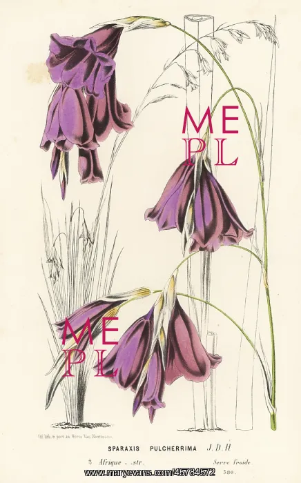 : Fairybells, Dierama pulcherrimum : Fairybells, Dierama pulcherrimum