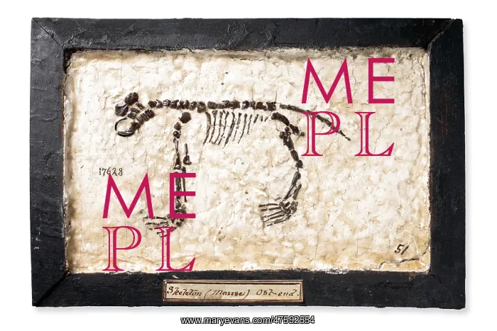 : Fake rodent skeleton : Fake rodent skeleton