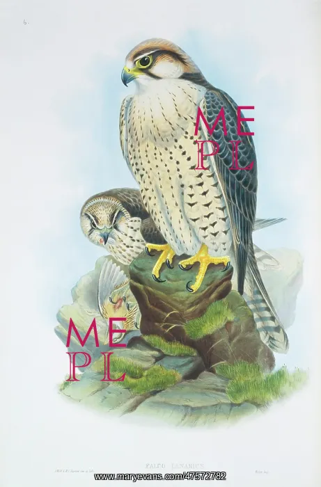  : Falco biarmicus, lanner falcon