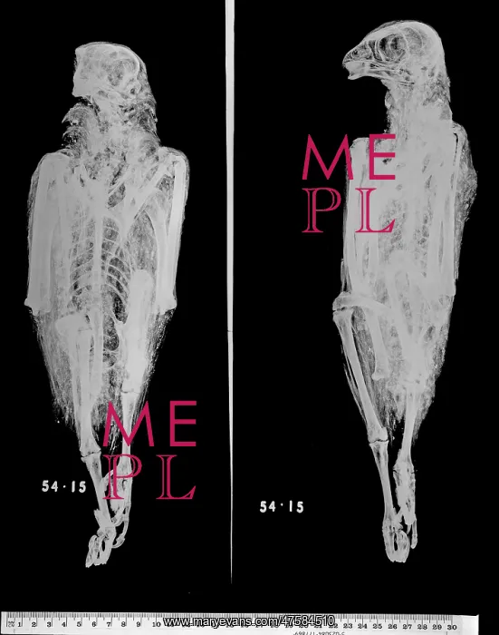 : Falco cherrug, saker falcon : Falco cherrug, saker falcon