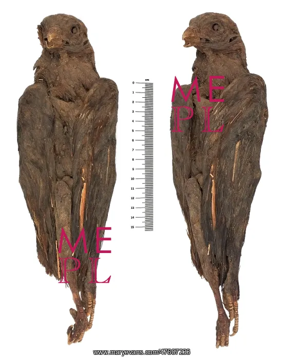  : Falco cherrug, saker falcon