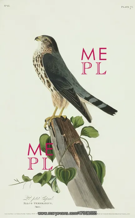 : Falco columbarius, merlin : Falco columbarius, merlin