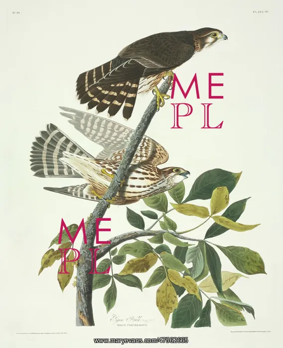 : Falco columbarius, merlin : Falco columbarius, merlin