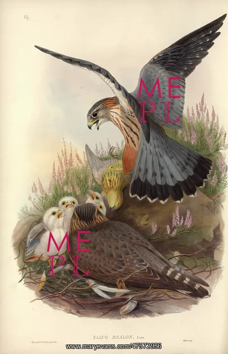 : Falco columbarius, merlin : Falco columbarius, merlin